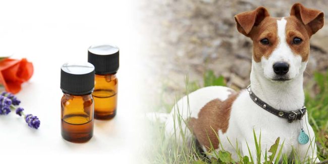 Essential oils for pets with dog wearing portable diffuser