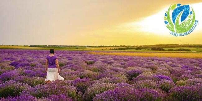 Benefits of essential oils (aromatherapy) Woman in lavender field with Essential Bracelet logo in the corner