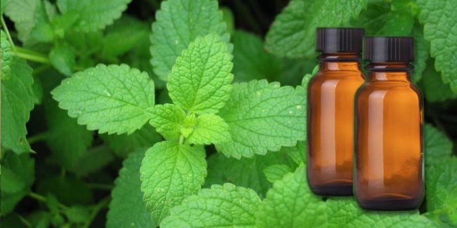 Peppermint essential oil diffusing benefits migraine headaches Essential oil bottles with peppermint leaves in the background