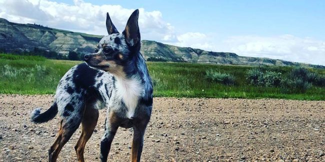 Should your pet be eating Hemp Oils? dog standing in front of rocky ridge