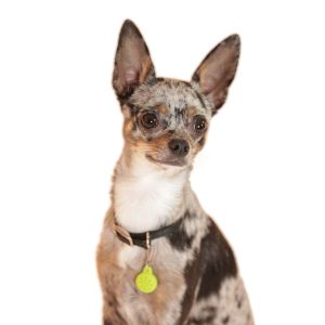Essential Oil Pet Diffuser