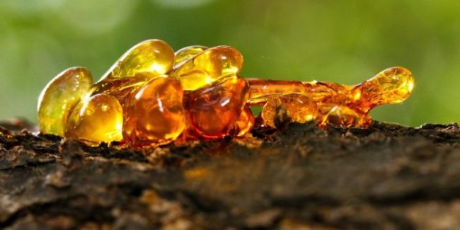 Elemi