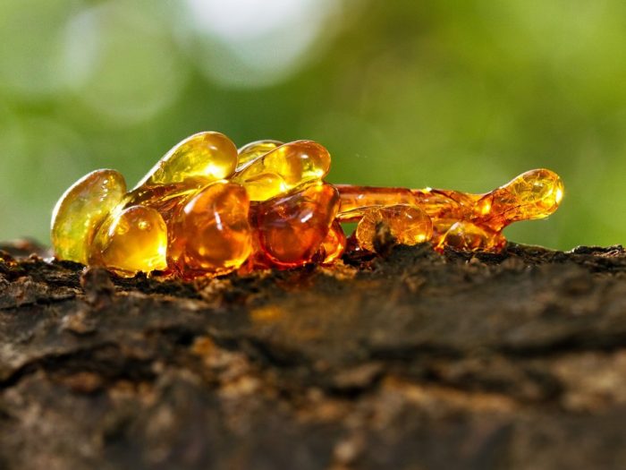 Essential Oil Spotlight- ELEMI | Essential Bracelet